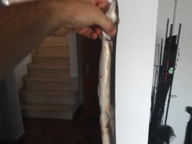 Aal