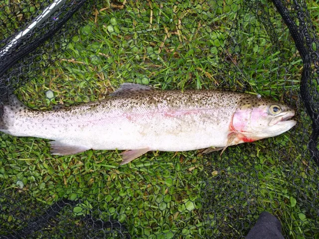 Regenbogenforelle