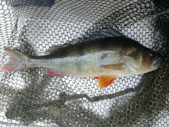Flussbarsch