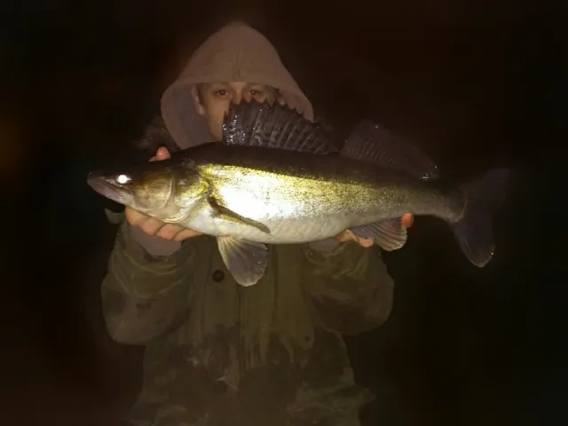 Zander