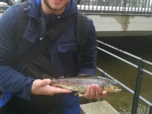 Bachforelle
