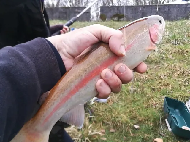 Regenbogenforelle