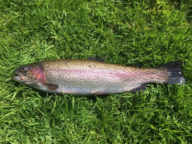 Regenbogenforelle
