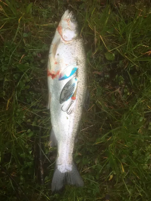 Regenbogenforelle
