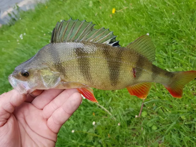 Flussbarsch