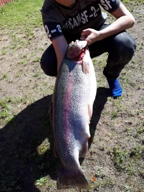 Regenbogenforelle