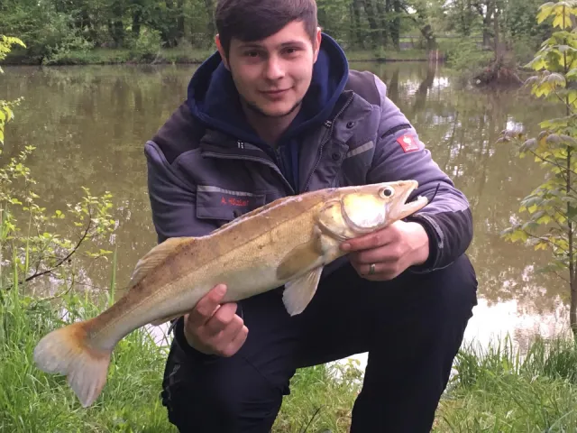 Zander
