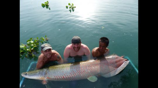 Arapaima