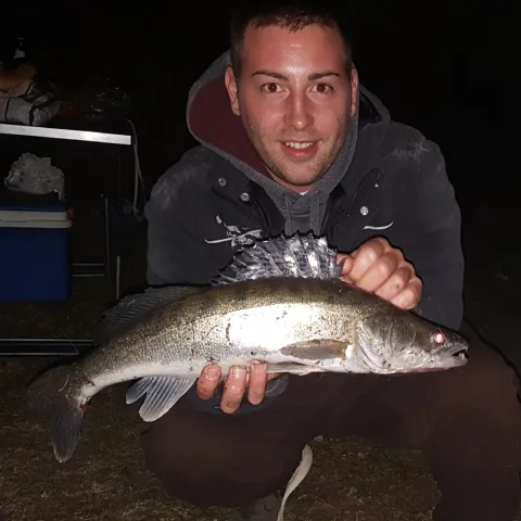 Zander