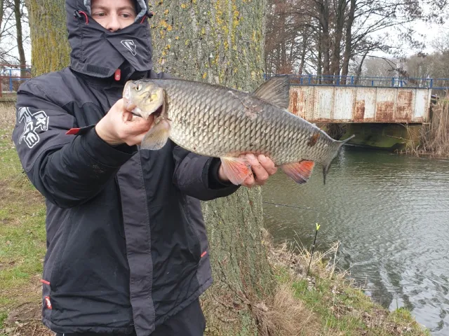 Döbel