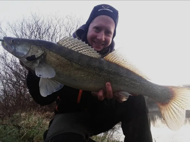 Zander