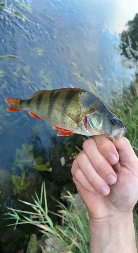 Flussbarsch
