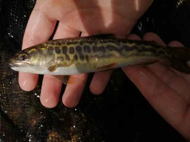 Tigerforelle