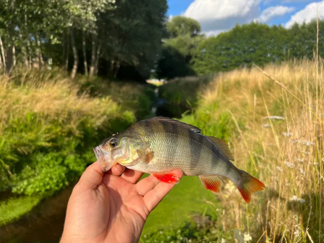 Flussbarsch