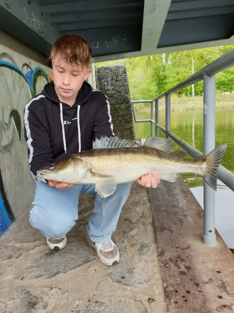 Zander