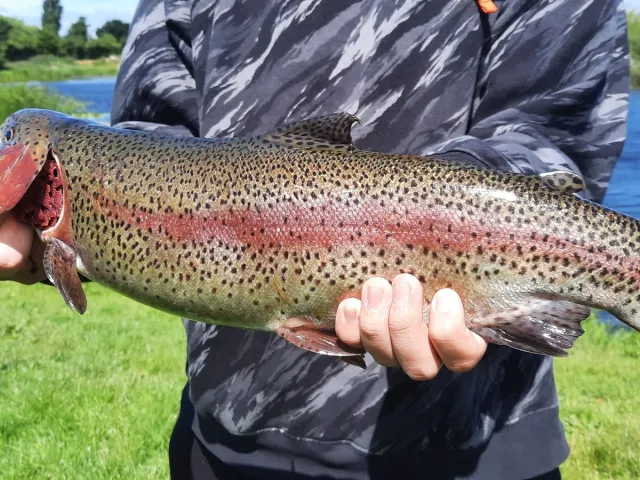 Regenbogenforelle