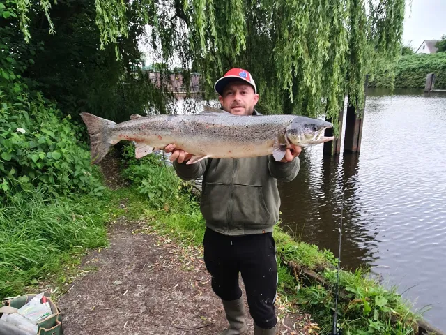 Lachs