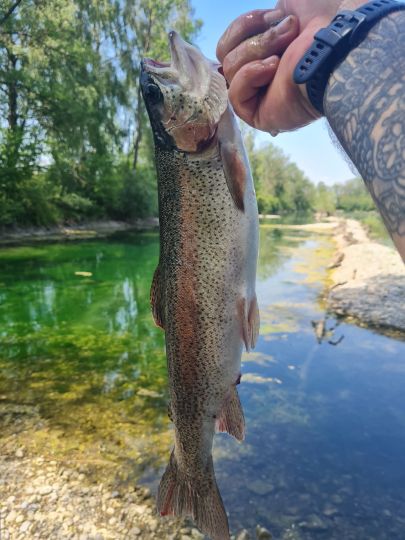 Regenbogenforelle