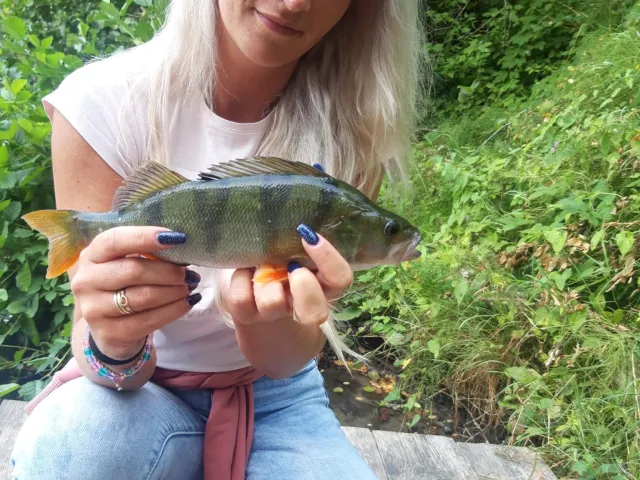 Flussbarsch