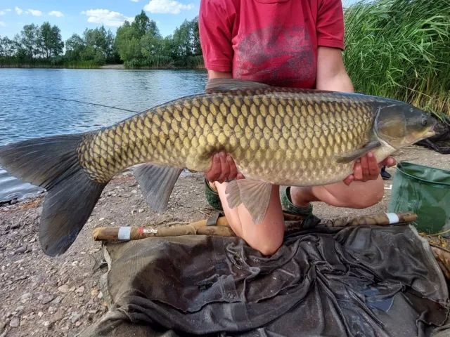 Graskarpfen