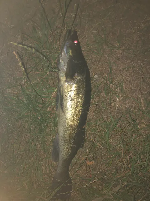 Zander