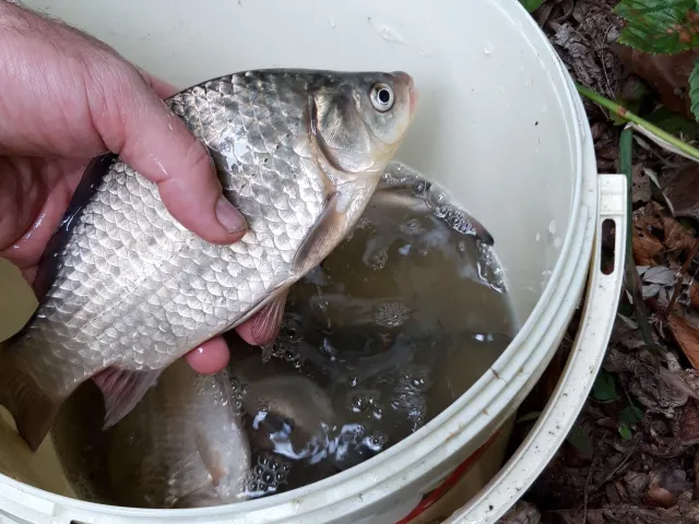 Karausche