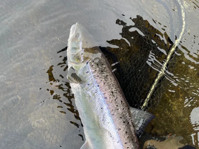 Lachs