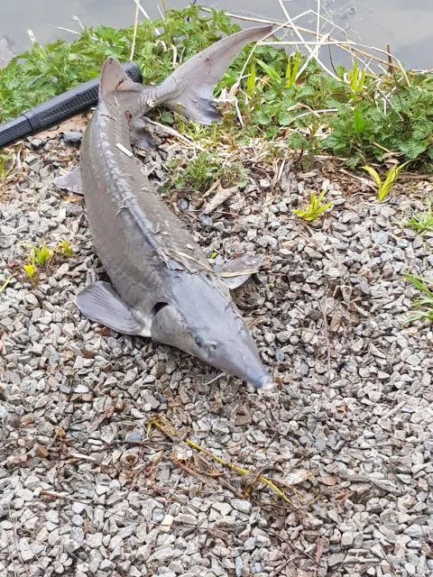 Stör