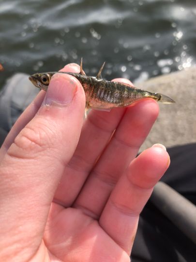 Dreistachliger Stichling