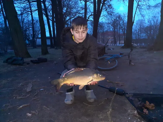 Karpfen