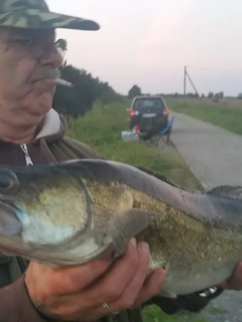 Zander