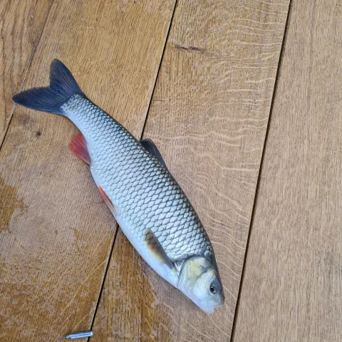 Döbel