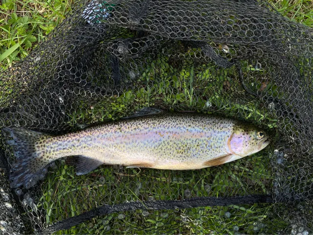 Regenbogenforelle