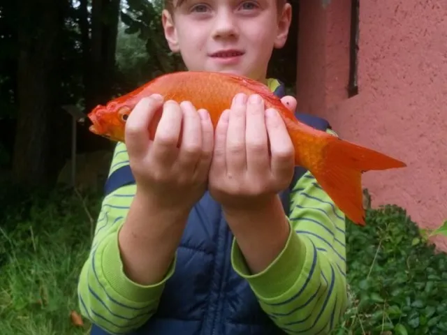 Goldfisch