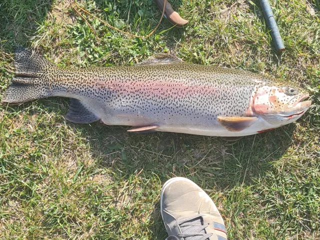 Regenbogenforelle