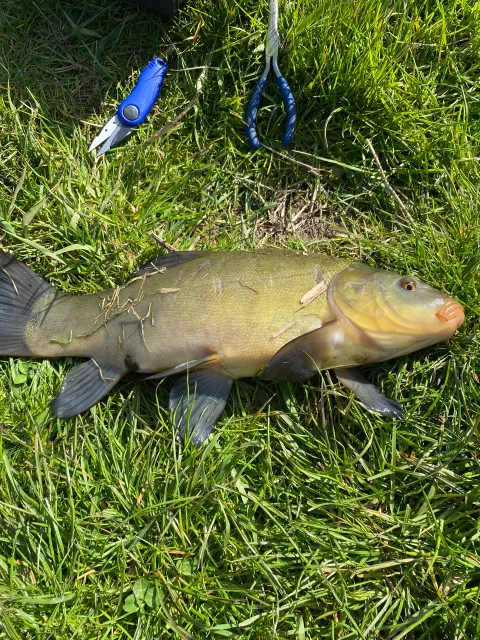 Schleie