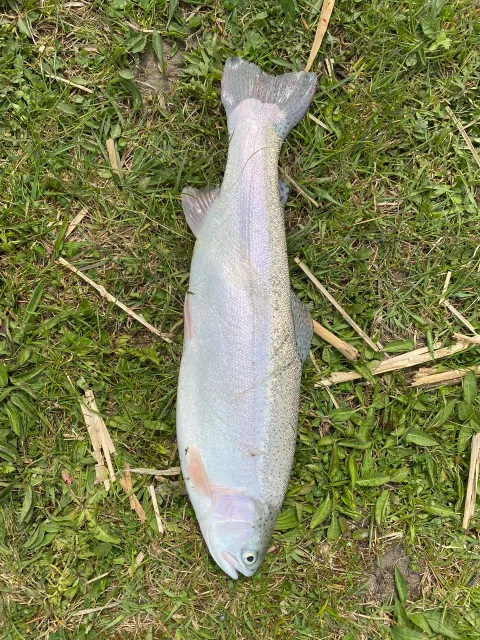 Regenbogenforelle