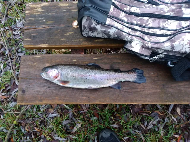 Regenbogenforelle