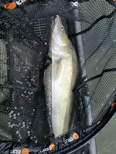 Zander