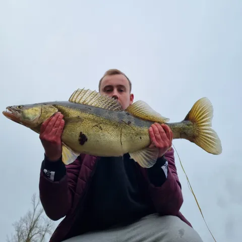 Zander