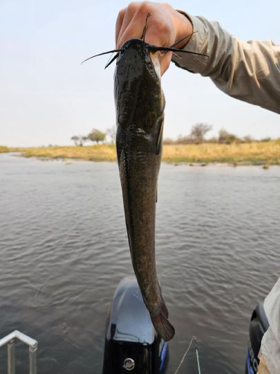Afrikanischer Raubwels