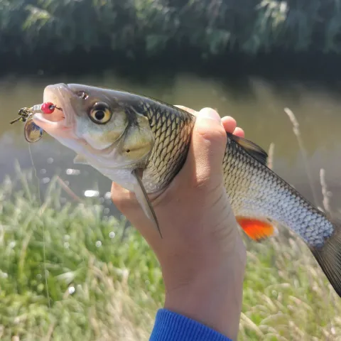 Döbel