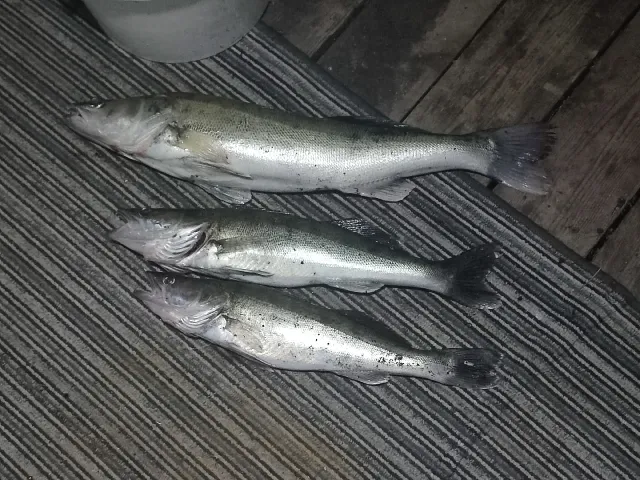 Zander
