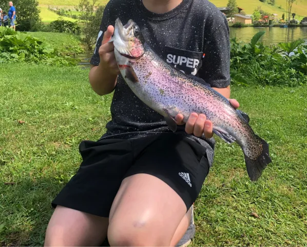Regenbogenforelle