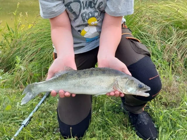 Zander