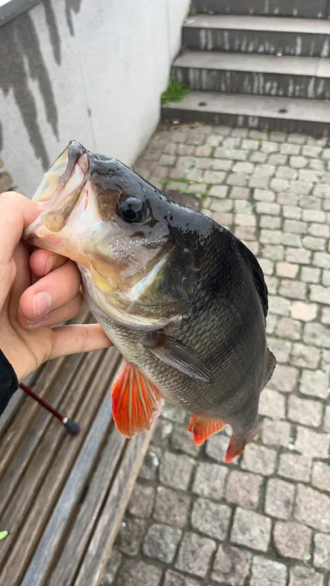 Flussbarsch