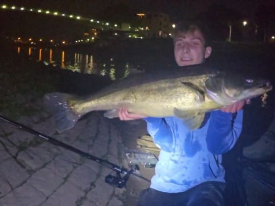 Zander