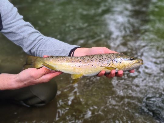 Bachforelle