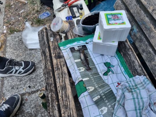 Schwarzmund-Grundel-5