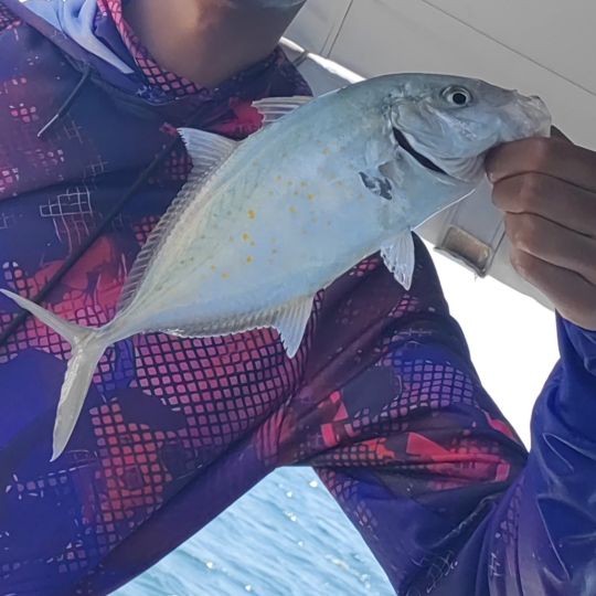 Amberjack